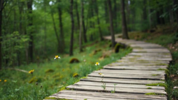 Top 5 raisons de faire appel à un naturopathe pour votre santé